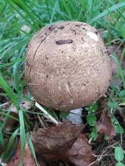 Agaricus augustus