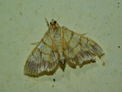 Cryptosara caritalis