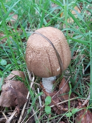Agaricus augustus