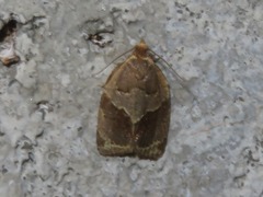 Clepsis dumicolana