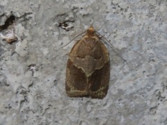 Clepsis dumicolana