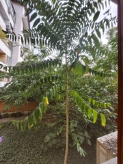 Ailanthus altissima
