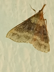Renia discoloralis