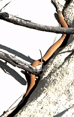 Pygopus lepidopodus