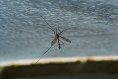 Nephrotoma flavipalpis