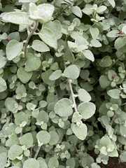 Helichrysum petiolare