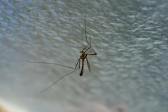 Nephrotoma flavipalpis
