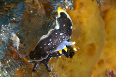 Polycera hedgpethi
