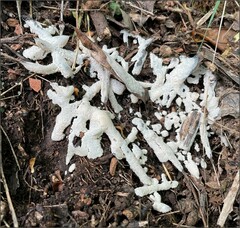 Didymium mucilago