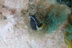 Polycera hedgpethi