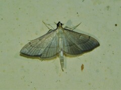 Bradina admixtalis
