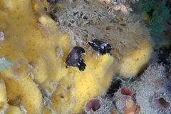 Polycera hedgpethi
