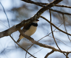 Stagonopleura guttata