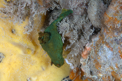 Tambja dracomus
