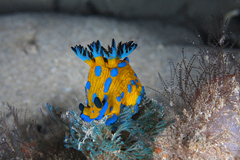 Tambja verconis