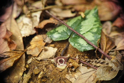 Japanese Wild Ginger (Asarum kumageanum)