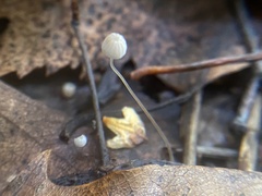 Fungi