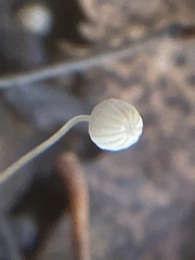 Fungi