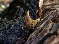 Fungi