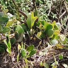 Pyrrosia eleagnifolia