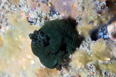 Tambja dracomus