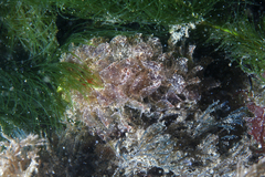 Polybranchia pallens