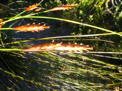 Staberoha distachyos