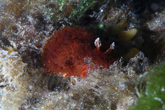 Madrella ferruginosa