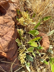 Parinari capensis capensis