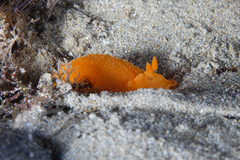 Doriopsilla carneola