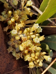 Parinari capensis capensis