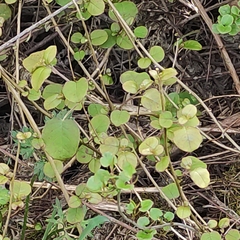 Fuchsia perscandens