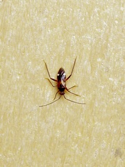 Eustictus