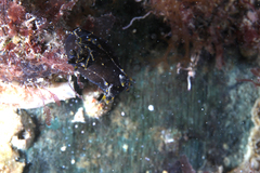 Polycera hedgpethi