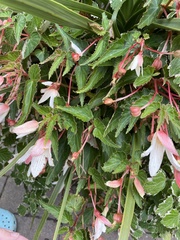 Begonia boliviensis