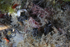 Polycera hedgpethi