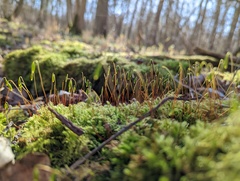 Ptychostomum capillare