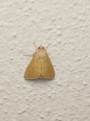 Anomis illita
