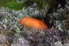 Doriopsilla carneola