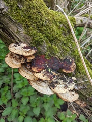 Daedaleopsis confragosa