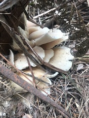 Omphalotus nidiformis