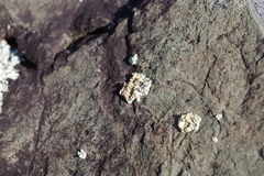 Rhizoplaca chrysoleuca