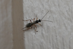 Ichneumonoidea