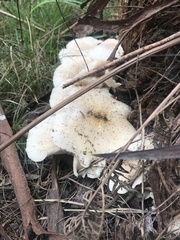 Omphalotus nidiformis