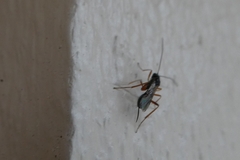 Ichneumonoidea