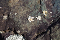 Rhizoplaca chrysoleuca