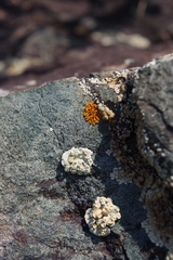 Rhizoplaca chrysoleuca