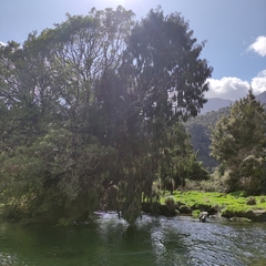 Dacrydium cupressinum