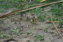 Graphium antiphates