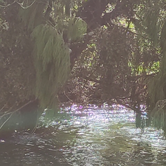 Dacrydium cupressinum